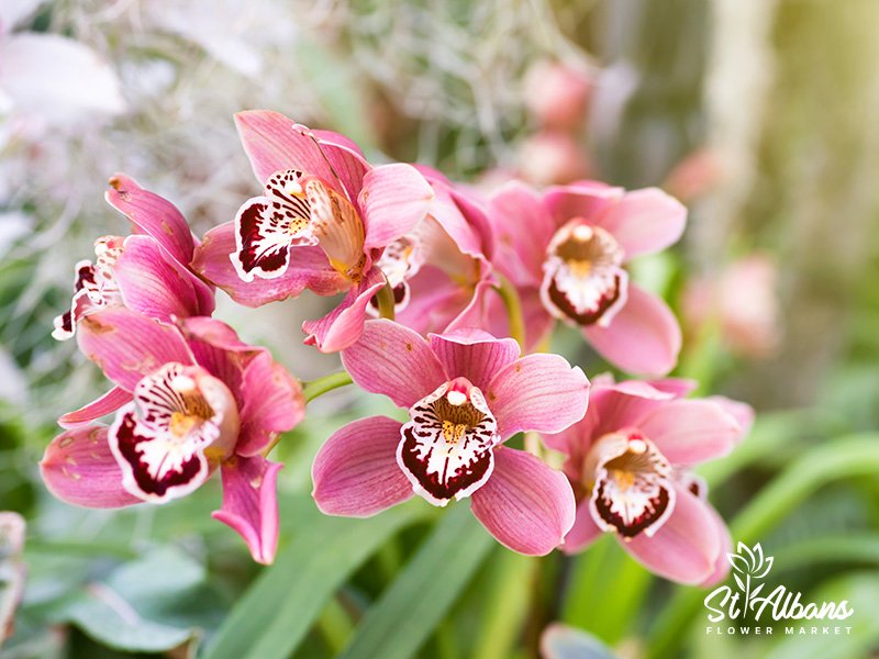 Is it easy to take care of Cymbidium plants? 32 Is it easy to take care of cymbidium plants?