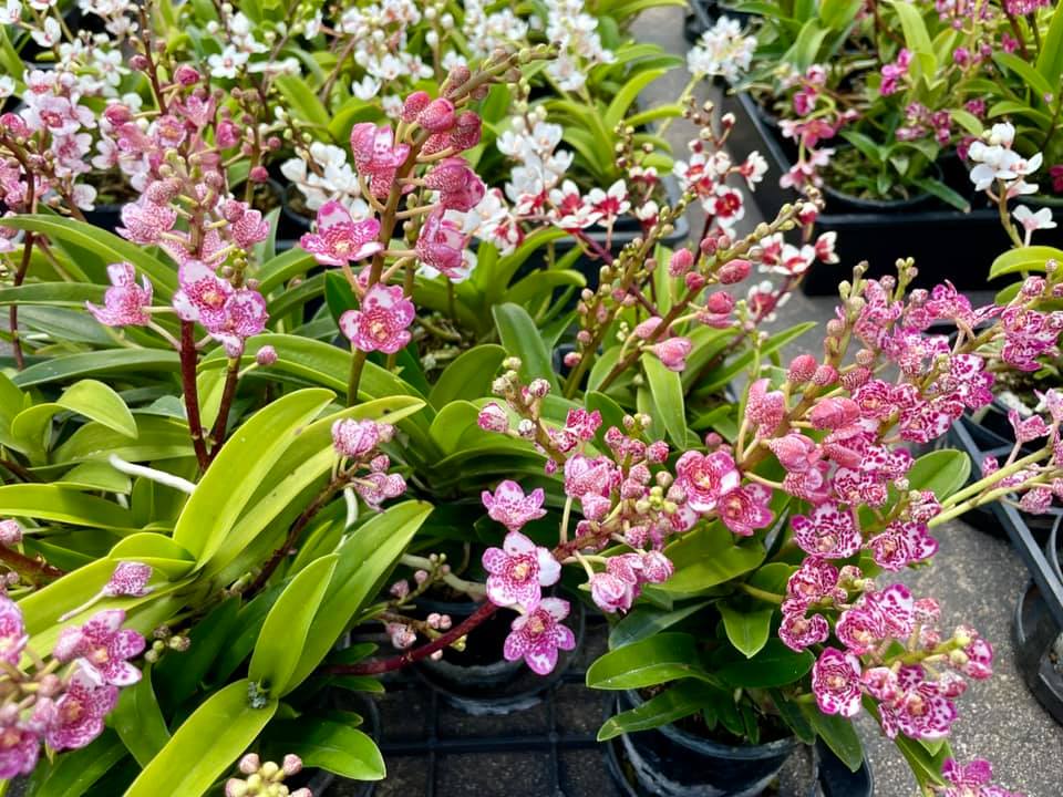 What is Sarcochilus Orchids? 30 Sarcochilus Orchids - What is it and how to take of them