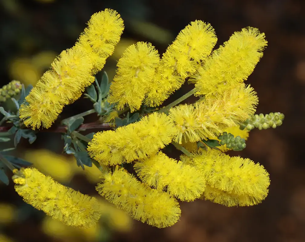 Wattle - Australia national flower
