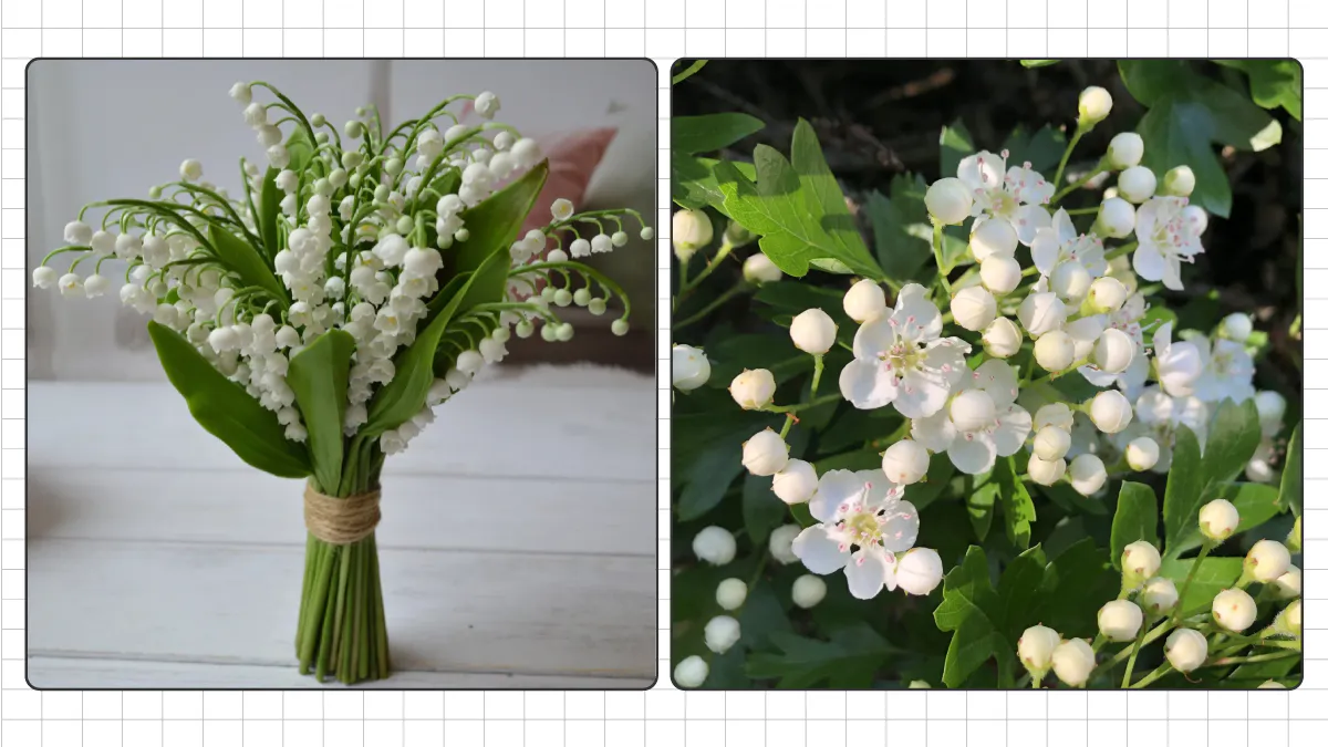 Birth Month Flowers, Ultimate Guide to Choose Perfect Birthday Flowers 7 May: Lily of the Valley and Hawthorn