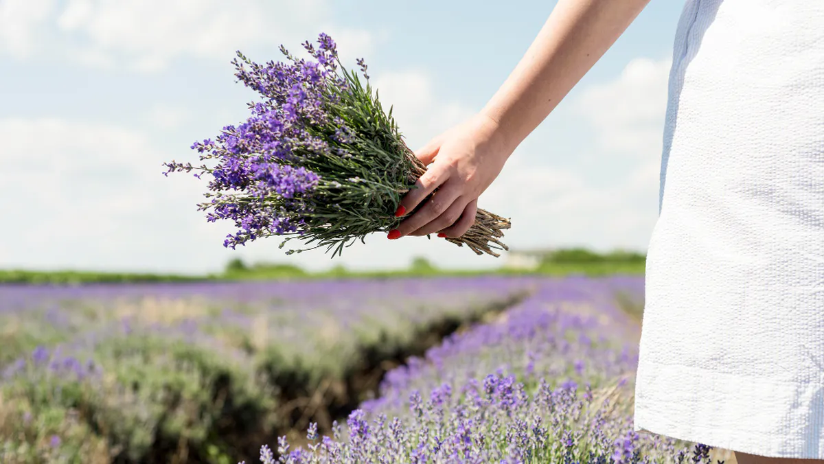 Get Well Soon Flowers: Choosing Blooms for Health and Healing 5 Lavender is renowned for its calming and soothing properties