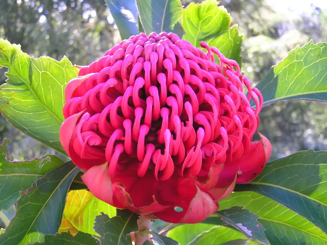 Waratah flower
