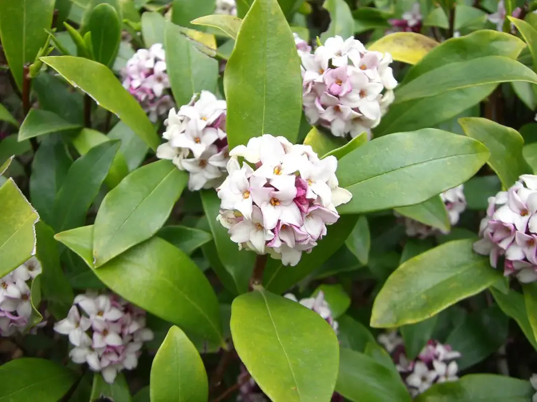 Daphne flowers has beautiful scent and attractive foliage