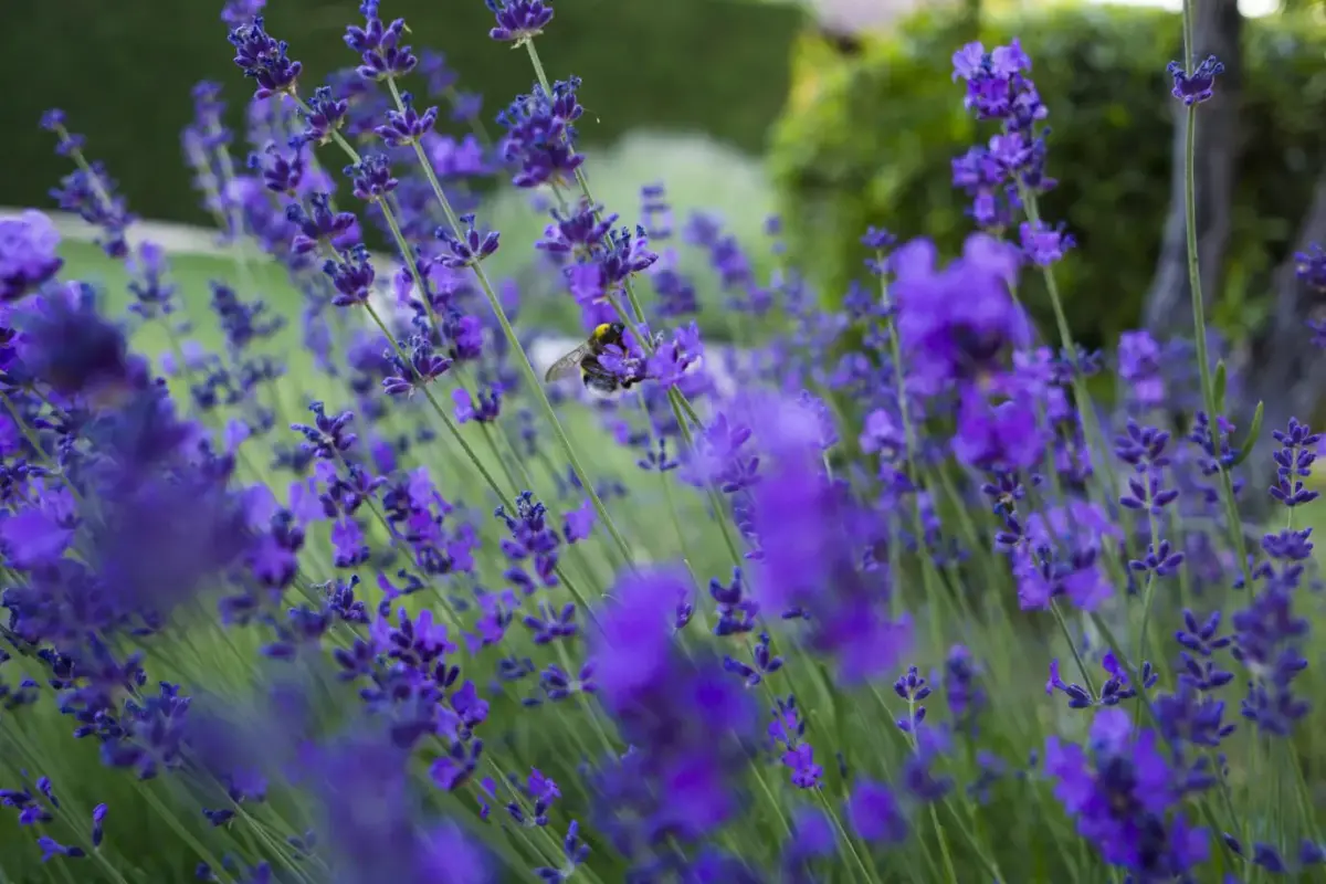 Lavender Flowers are very sweetly fragrant and persist for a long time.