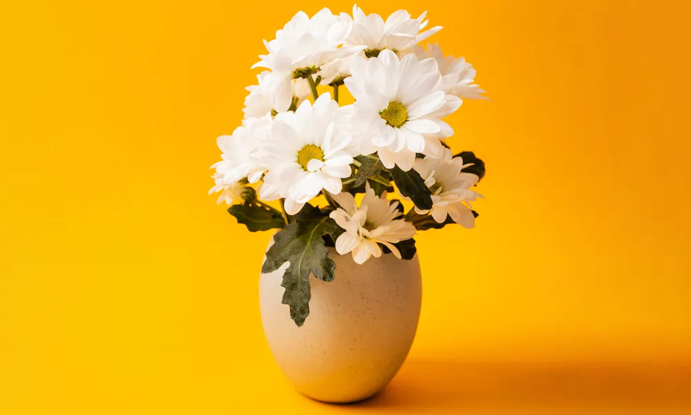 Wedding Anniversary Flowers: The Perfect Blooms for Each Year 15 2nd Anniversary: Cosmos