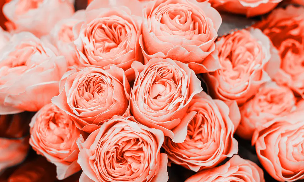 Wedding Anniversary Flowers: The Perfect Blooms for Each Year 24 35th Anniversary: Coral Roses