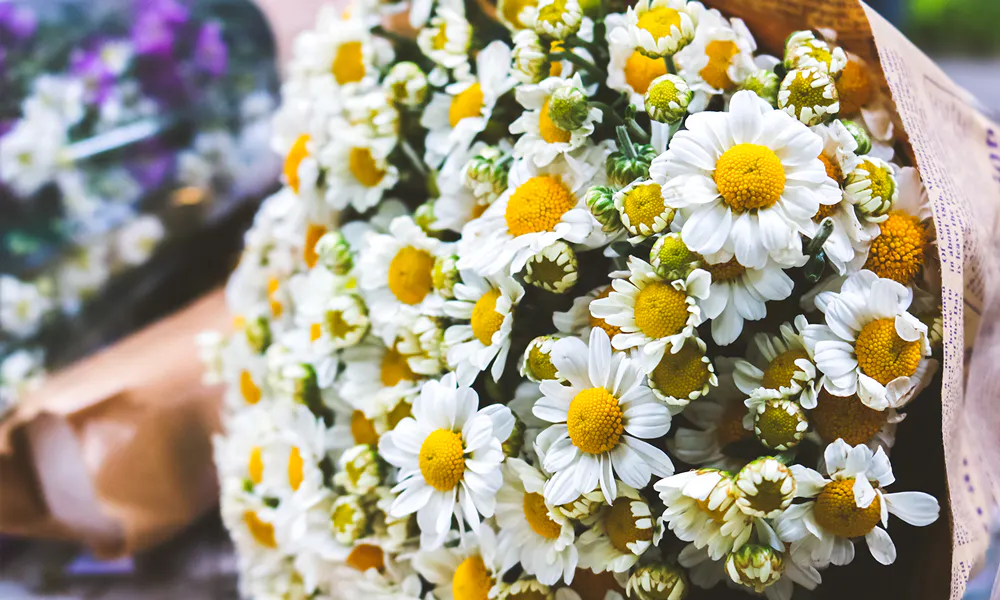 Wedding Anniversary Flowers: The Perfect Blooms for Each Year 18 5th Anniversary: Daisies