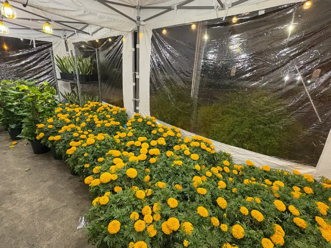 Vietnamese tet festival 2025 a celebration of home away from home 5611